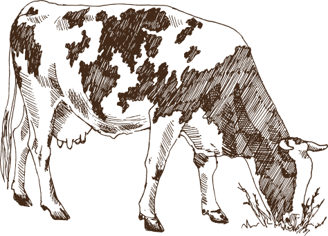 cow