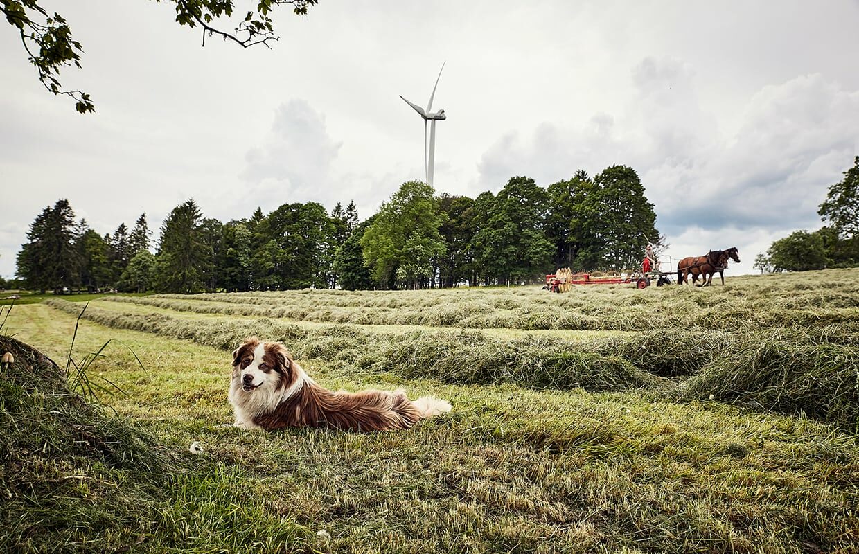 Cavalier herstellung M1E7067 1240x800 f50 50