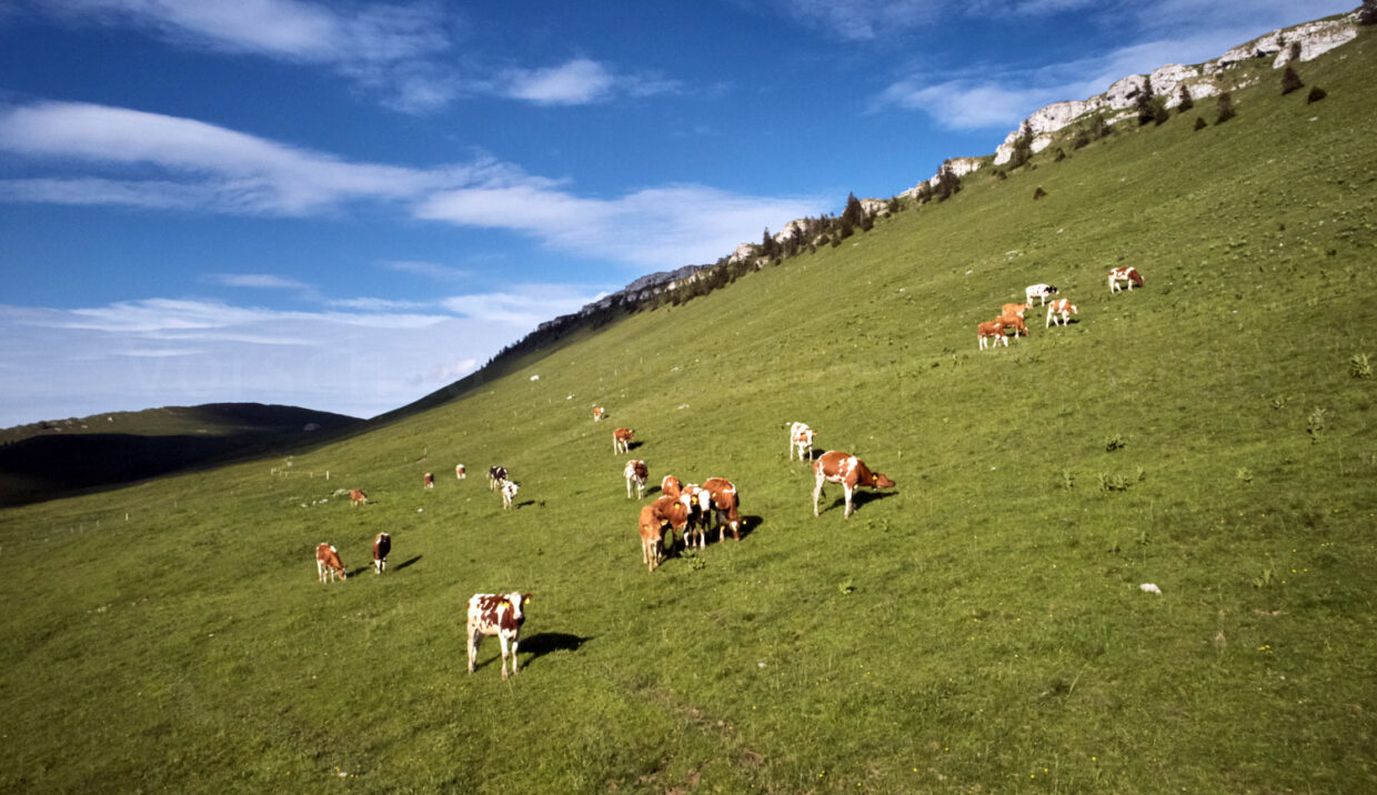 Vorschau Naturbilder Landschaft DJI 0075 1240x716 f50 50